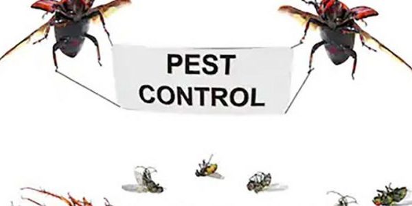 Pest control services – questions to rise