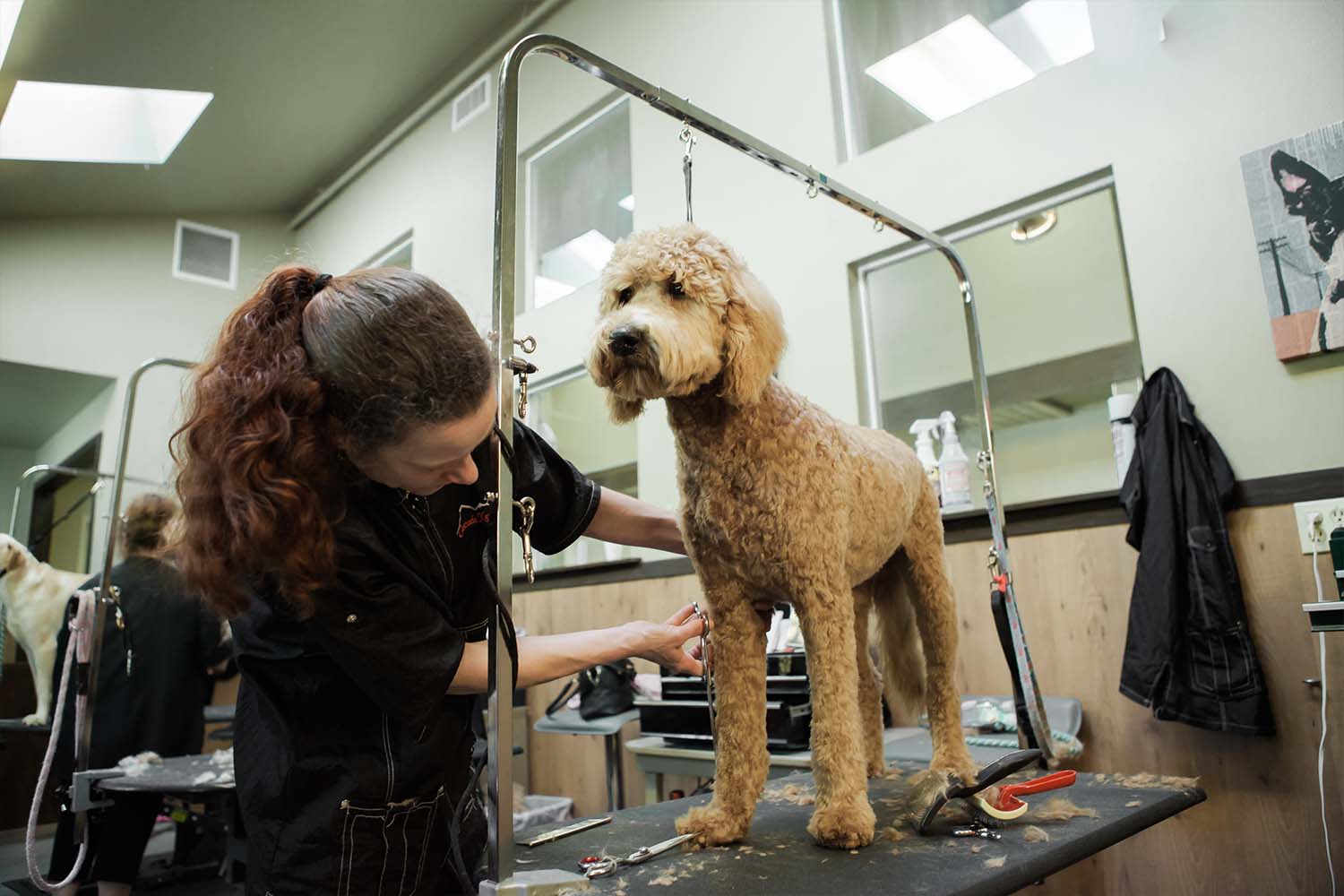 Most of the customers are satisfied with the services offered by the mobile dog groomers.