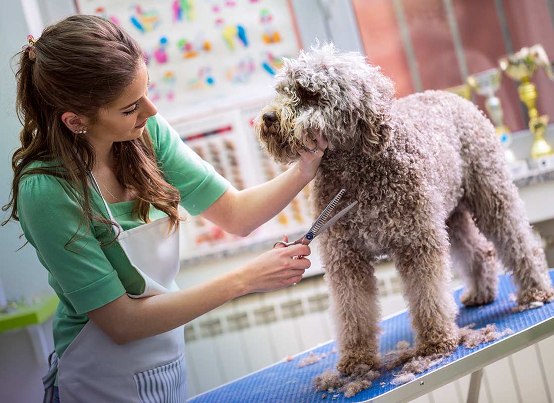 WHAT TASKS CAN A PROFESSIONAL GROOMER HANDLE?