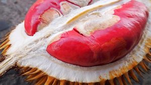 Get The Best Red Prawn During Singapore Online