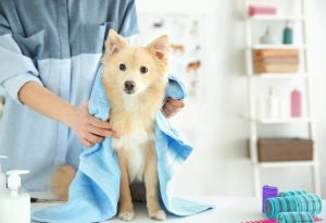What does pet insurance cover, Fort Lauderdal groomers clear guidance ?