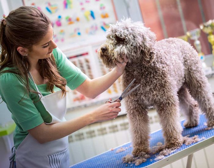 WHAT TASKS CAN A PROFESSIONAL GROOMER HANDLE?